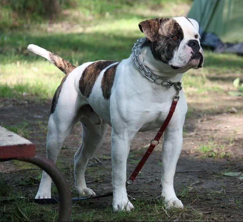 Bulldogs (American) - Breathing and Joint Struggles (image credits: wikimedia)