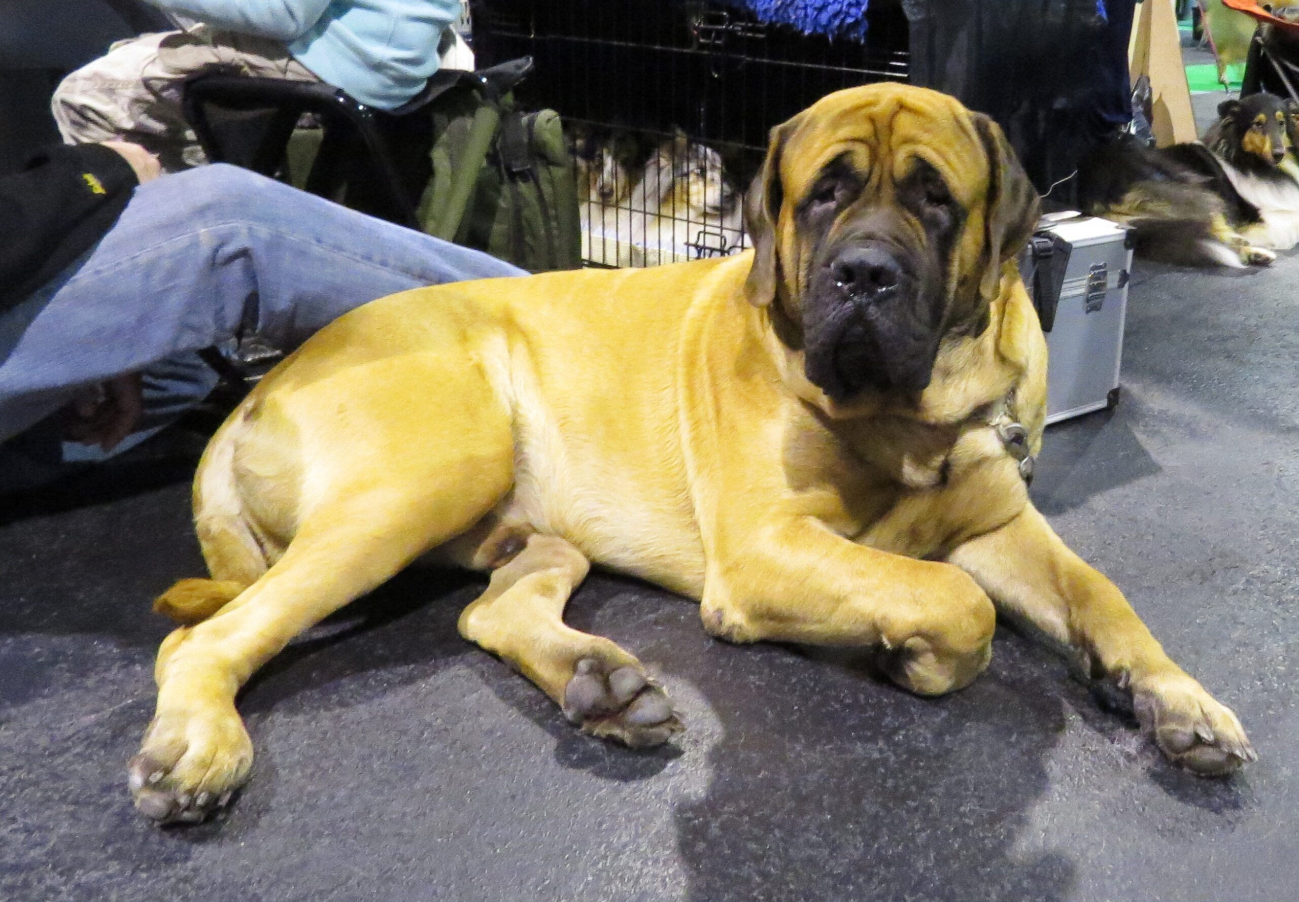 Mastiffs - Massive Hearts, Massive Problems (image credits: wikimedia)