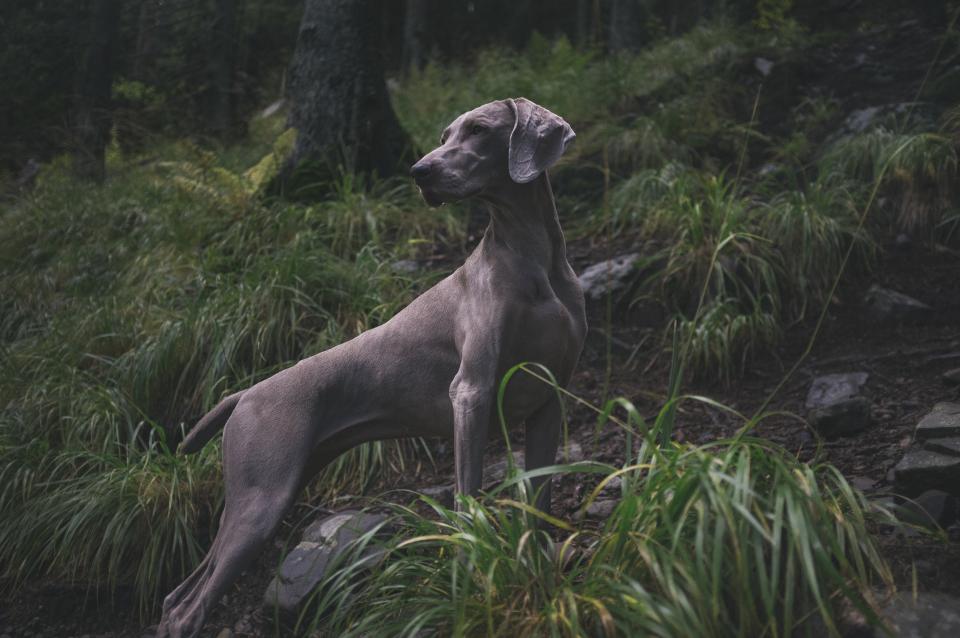 Weimaraners - Athletic Bodies, Bloat Risks (image credits: stocksnap)