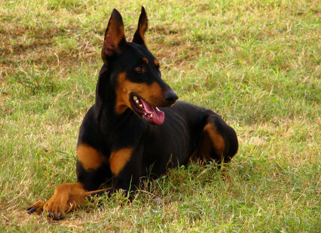 Doberman Pinschers - Hearts Failing Despite Athleticism (image credits: flickr)
