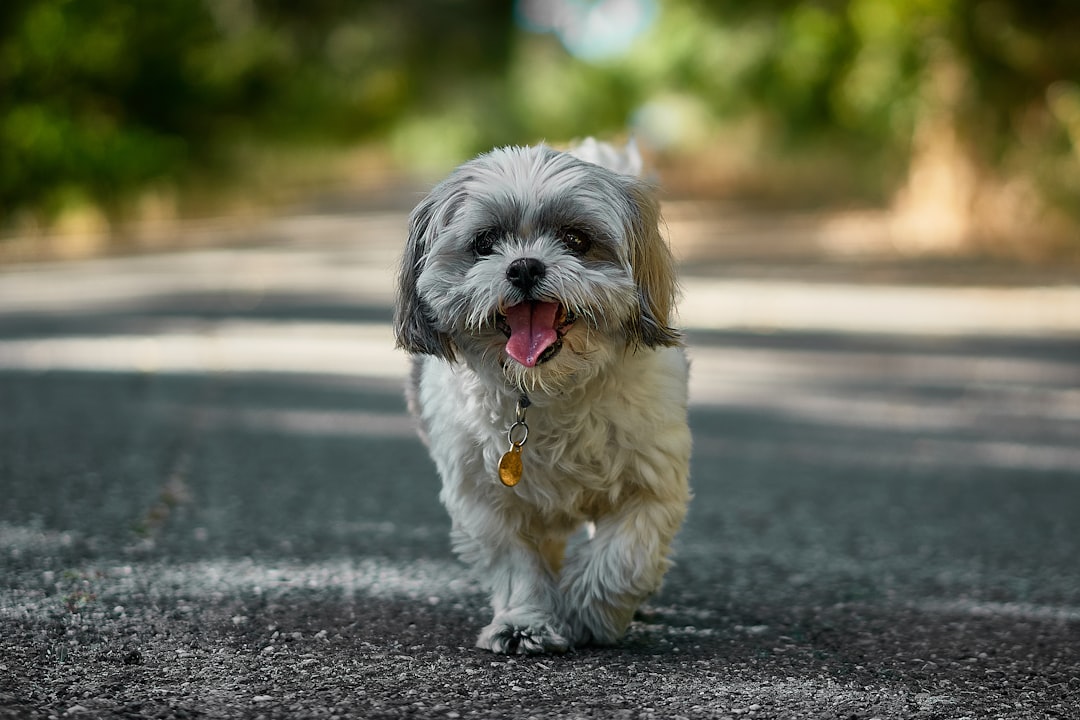 Shih Tzus - Breathing Behind That Adorable Face (image credits: unsplash)