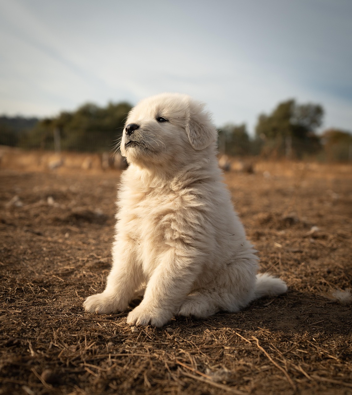 Great Pyrenees - Size and Independence Issues (image credits: pixabay)