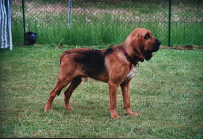 Bloodhounds - Following Scents into Health Problems (image credits: wikimedia)