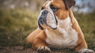 35 Popular Dog Breeds Maine Vets Secretly Wish You'd Stop Choosing