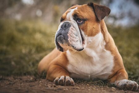 35 Popular Dog Breeds Maine Vets Secretly Wish You&rsquo;d Stop Choosing