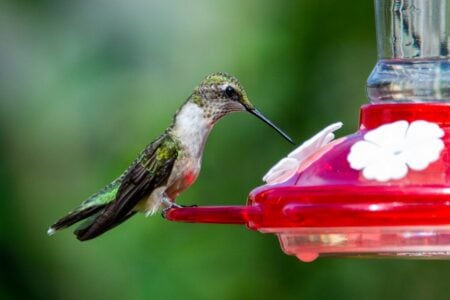 20 Costly Mistakes That Could Be Keeping Hummingbirds Out of Your Yard