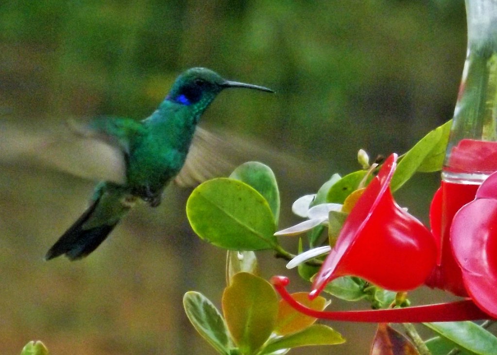 Wrong Nectar Recipe Ratios (image credits: flickr)