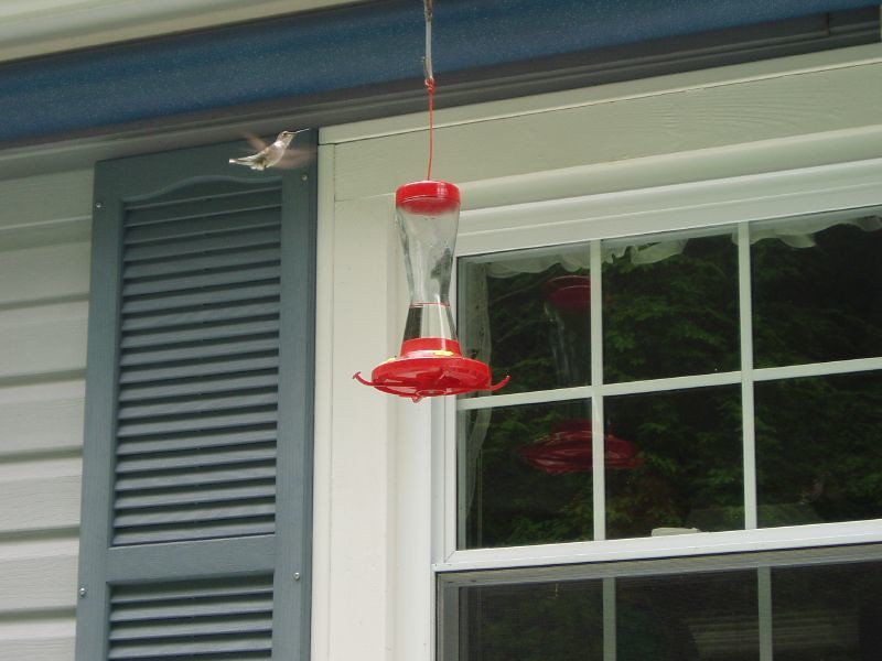 Positioning Feeders Too Close to Windows (image credits: flickr)
