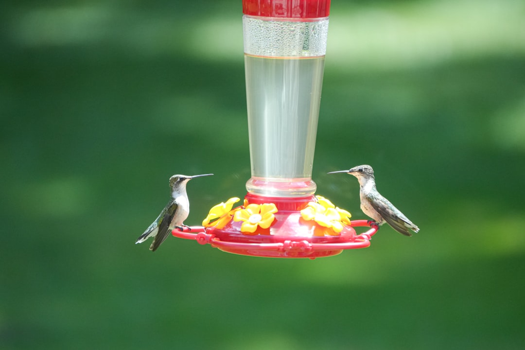 Clustering All Feeders in One Area (image credits: unsplash)