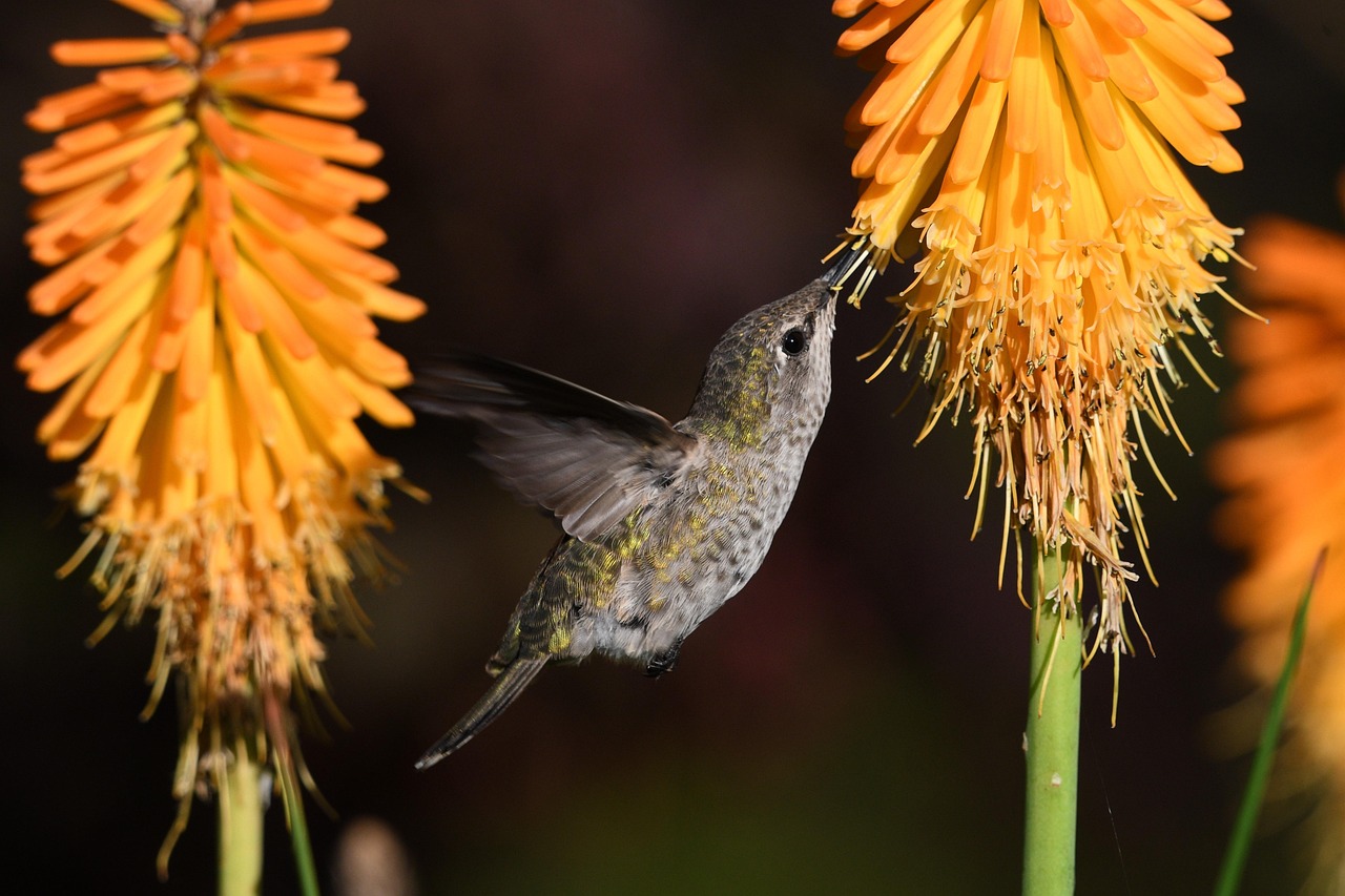 Removing All Feeders Too Early in Fall (image credits: pixabay)