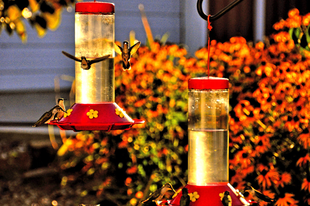 Waiting Too Long to Put Feeders Out (image credits: flickr)