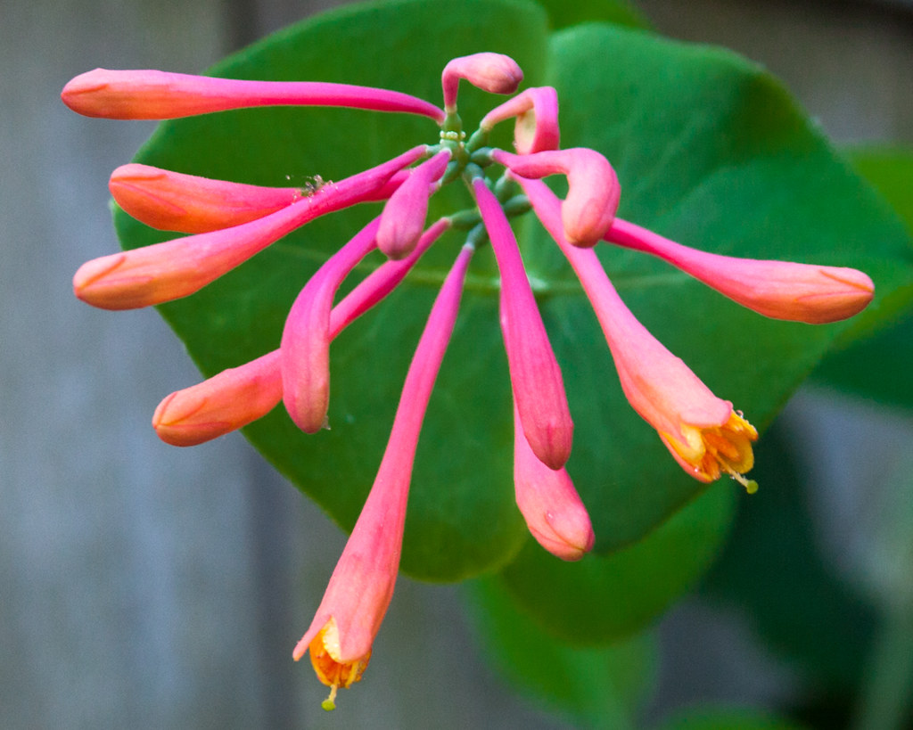 Planting Only Hybrid or Non-Native Flowers (image credits: flickr)