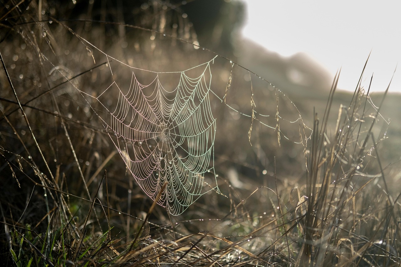 Destroying Natural Spider Webs (image credits: pixabay)