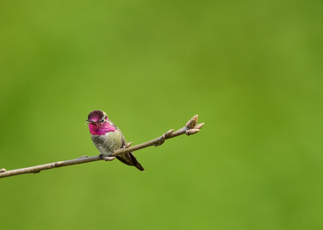 Lack of Adequate Perching Spots (image credits: unsplash)