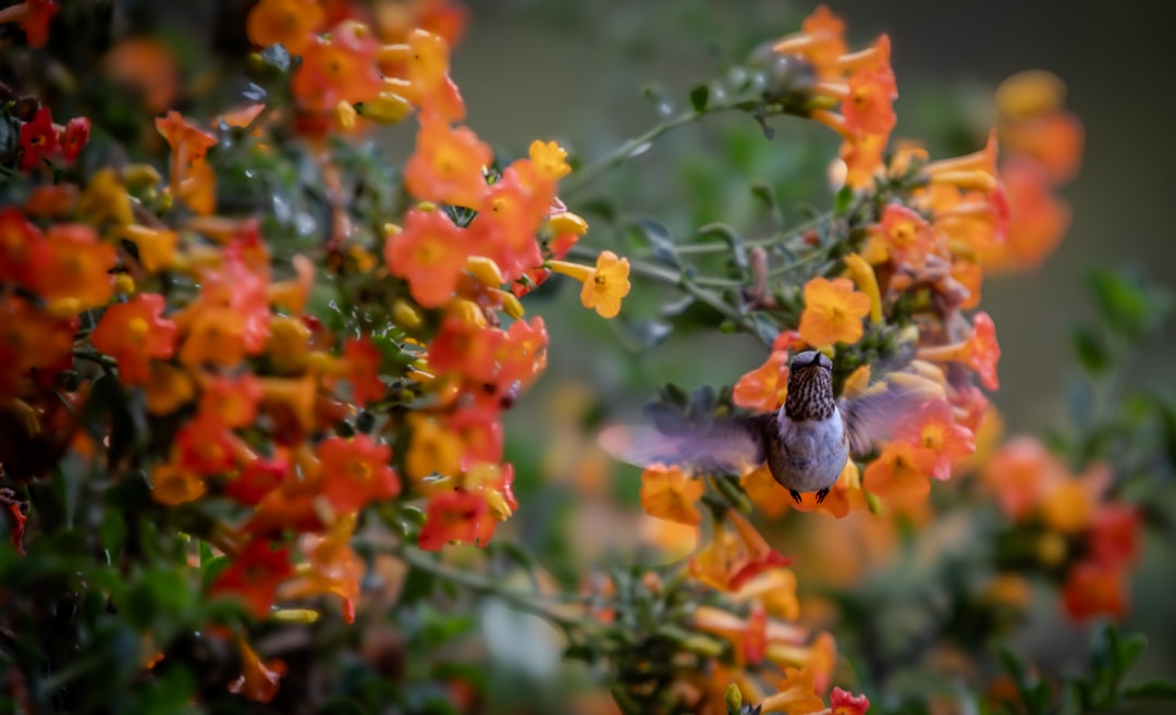 Insufficient Continuous Bloom Schedule (image credits: unsplash)