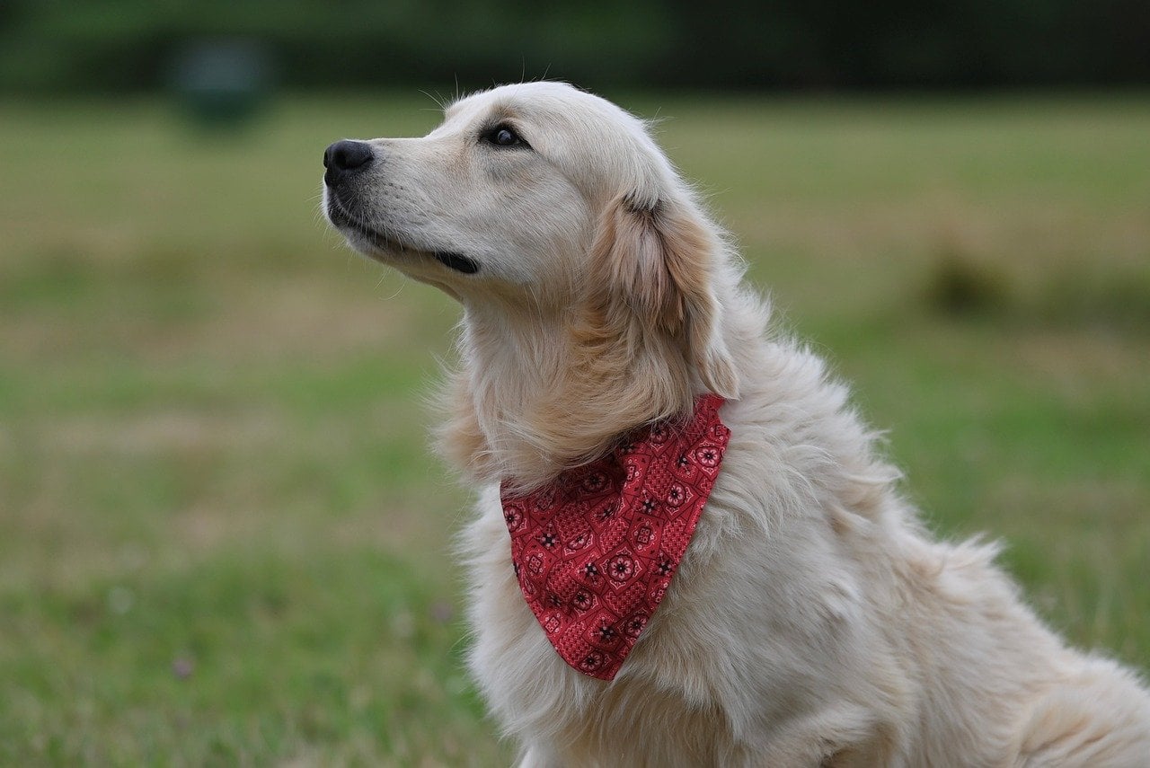 Golden Retrievers: The Kings of Graceful Aging (image credits: pixabay)