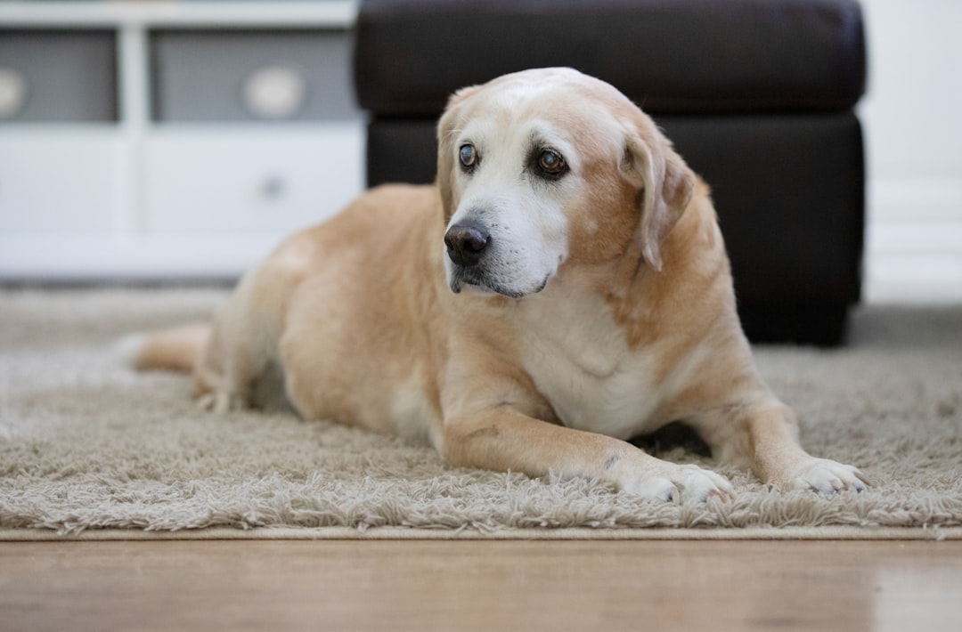 Labrador Retrievers: From Goofballs to Gentleman