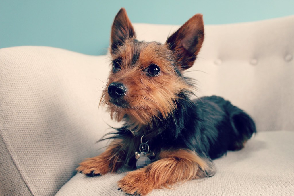 Yorkshire Terriers: Small Dogs, Big Personalities