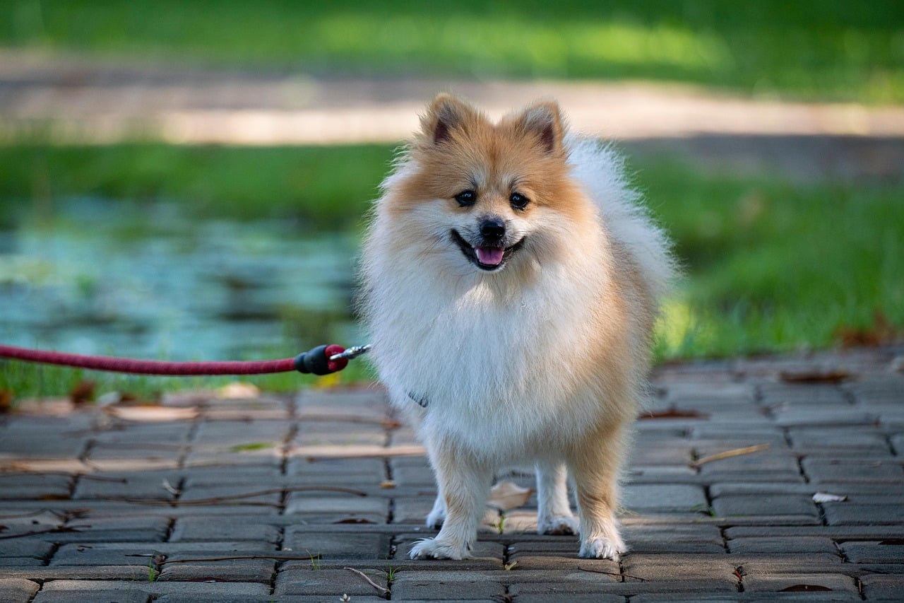 Pomeranians: Fluffy Forever (image credits: pixabay)