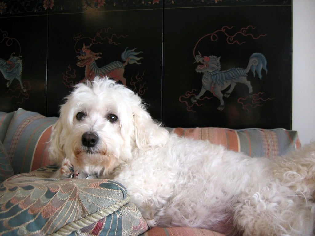 Bichon Frises: Cotton Ball Perfection (image credits: flickr)