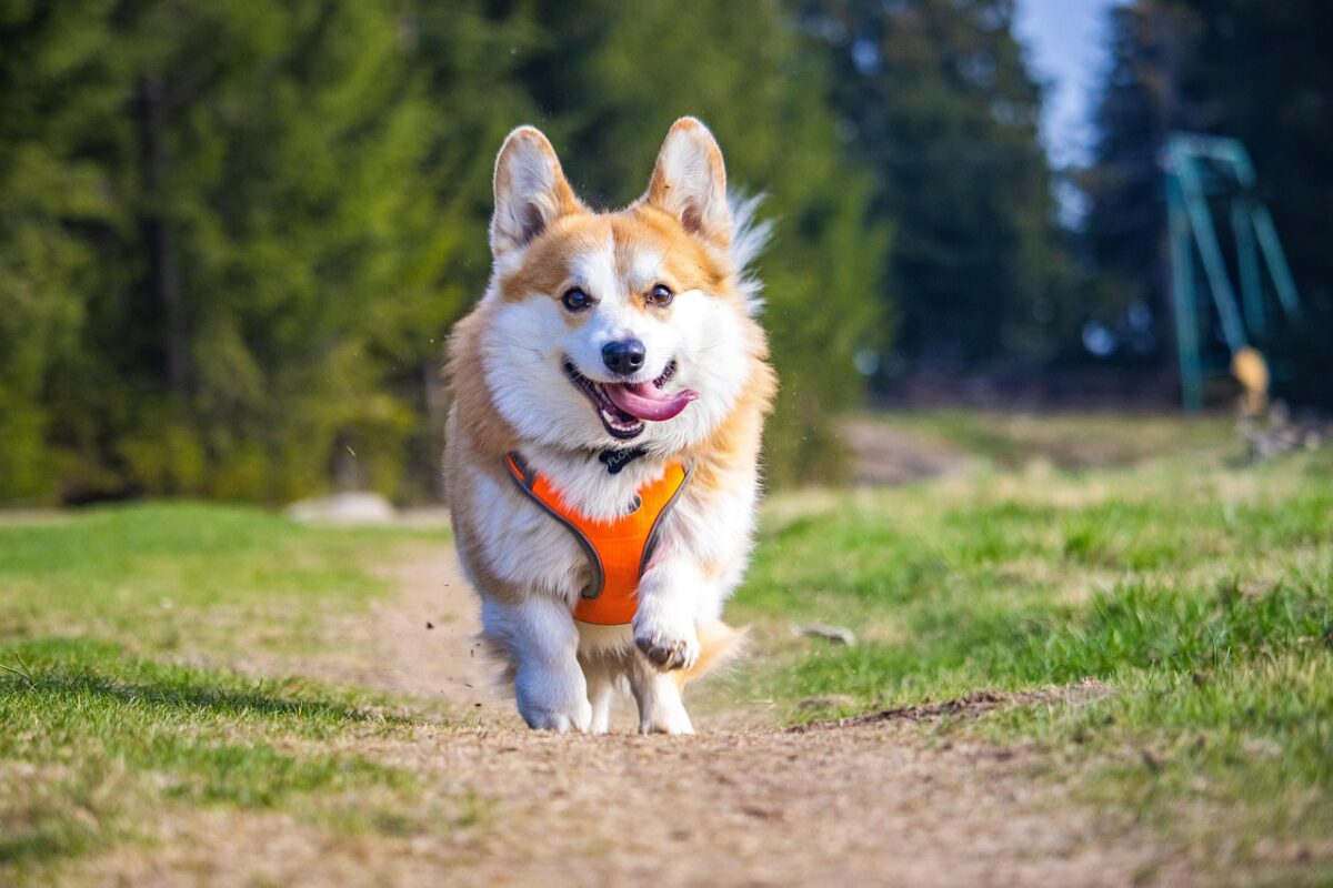 Corgis: Short Legs, Big Hearts