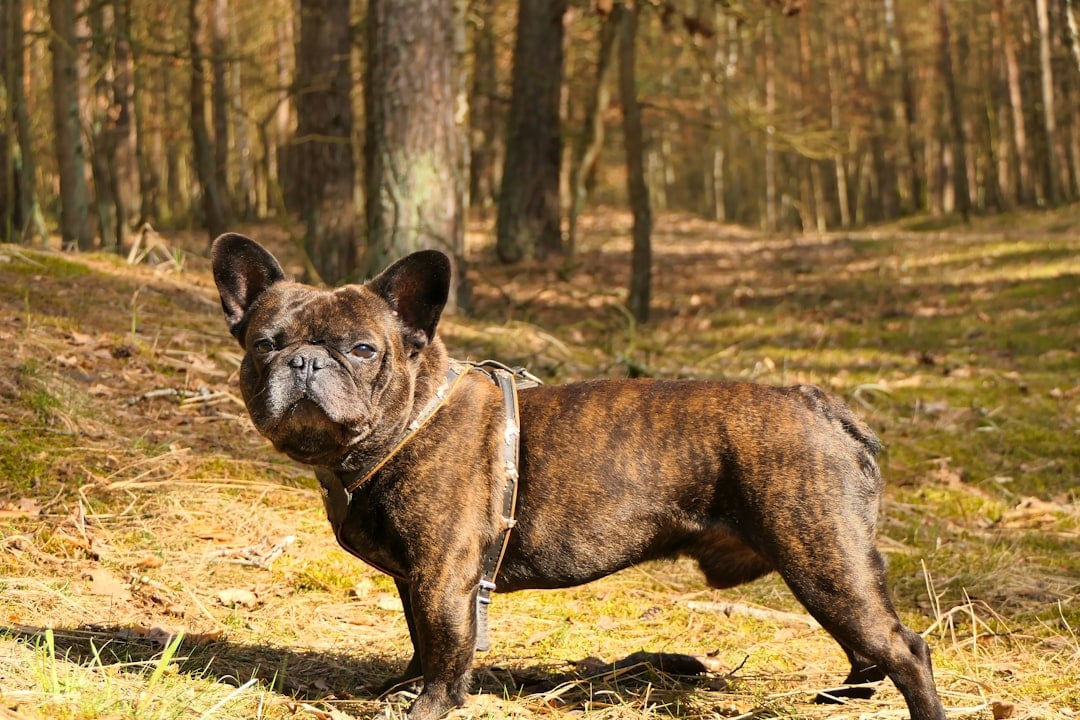 French Bulldogs: Wrinkled Wisdom (image credits: unsplash)