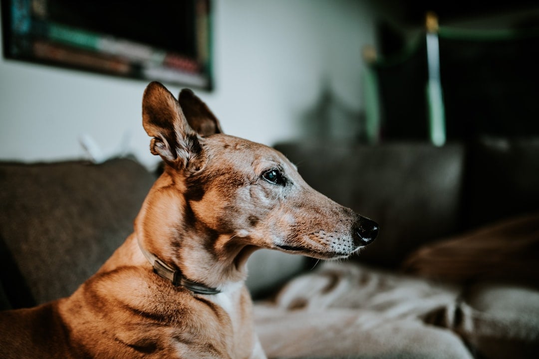 Greyhounds: Elegant Athletes Become Elegant Seniors (image credits: unsplash)