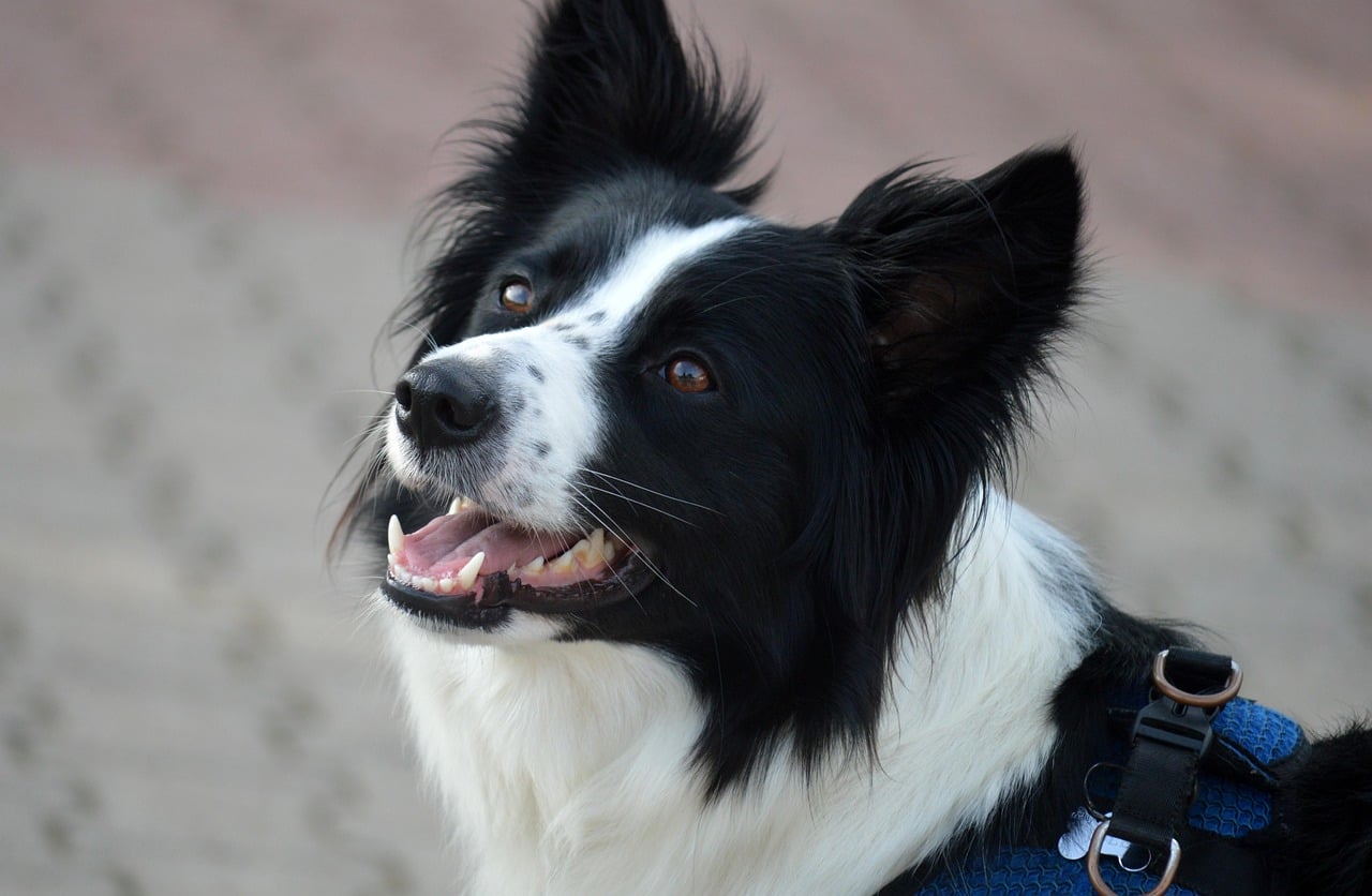 Border Collies: Smart Gets Smarter (image credits: pixabay)