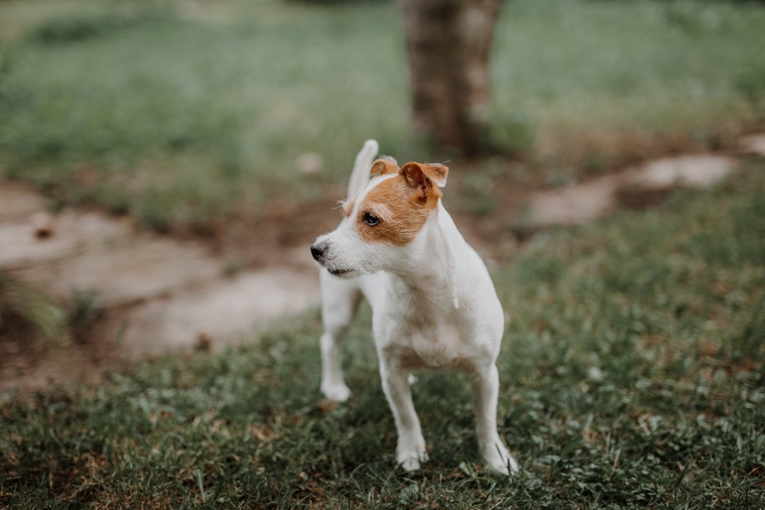 Jack Russell Terriers: Energy in a Tiny Package (image credits: unsplash)