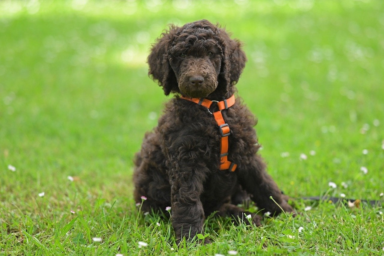 Poodles: Sophisticated in Every Stage (image credits: pixabay)