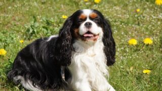 20 Dog Breeds That Age Backwards (The Older They Get, The Cuter They Look)