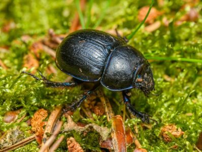 The Strongest Animal That’s Also the Smallest in Its Group