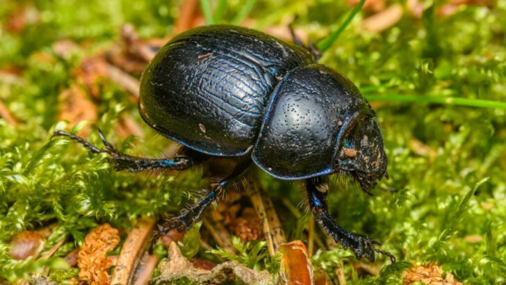 The Strongest Animal That’s Also the Smallest in Its Group