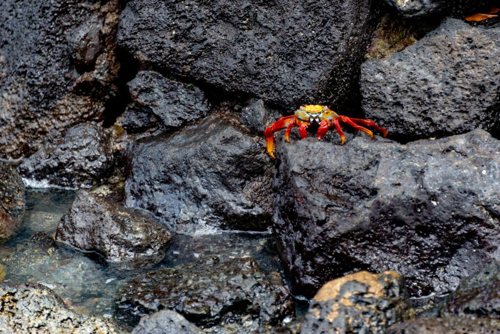 Vibrant red crab perched on wet volcanic rocks by the sea, showcasing marine wildlife.