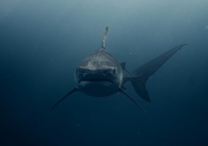 Why Do Sharks Attack? Scientists Reveal Startling New Insights