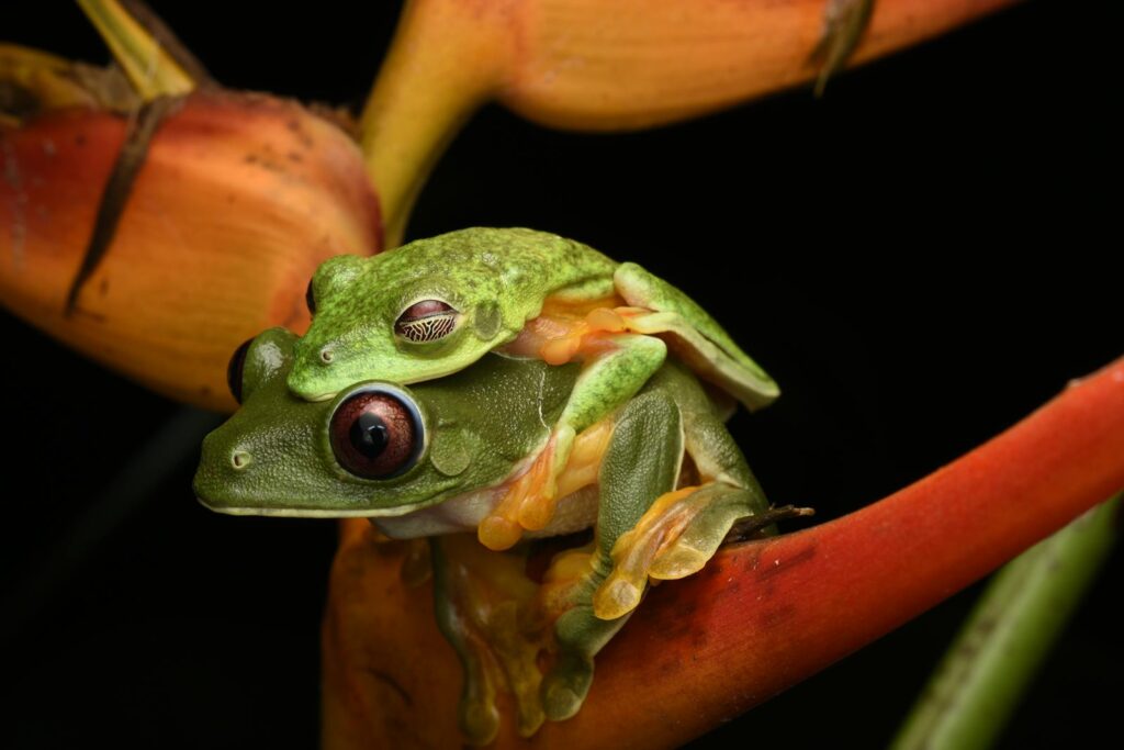 Intimate close-up of two gliding tree frogs in a vibrant nature setting with a black background.