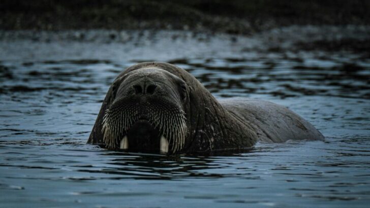 The Largest Group Migration in the Animal World