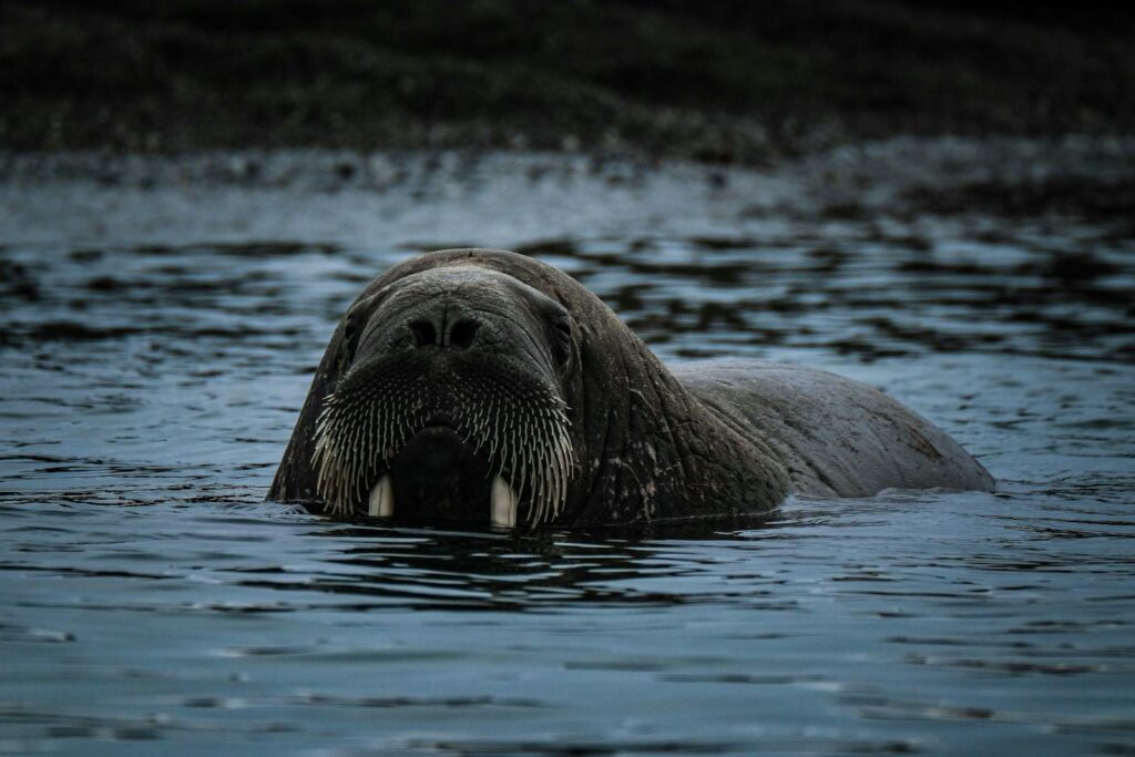 A majestic walrus emerges from the cold Arctic waters, showcasing its impressive tusks and whiskers.