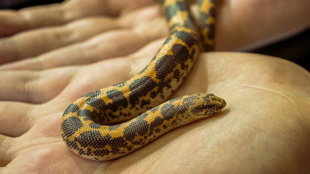 A close-up of a person holding a snake