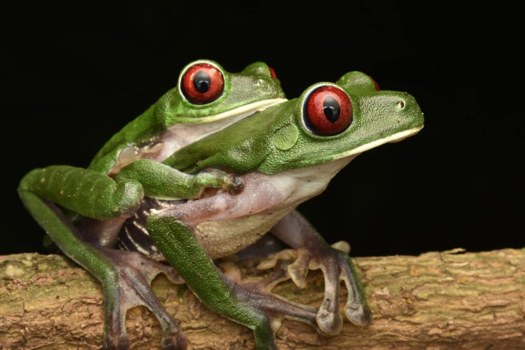 Vivid photograph of two Red-Eyed Tree Frogs resting on a branch against a black background.