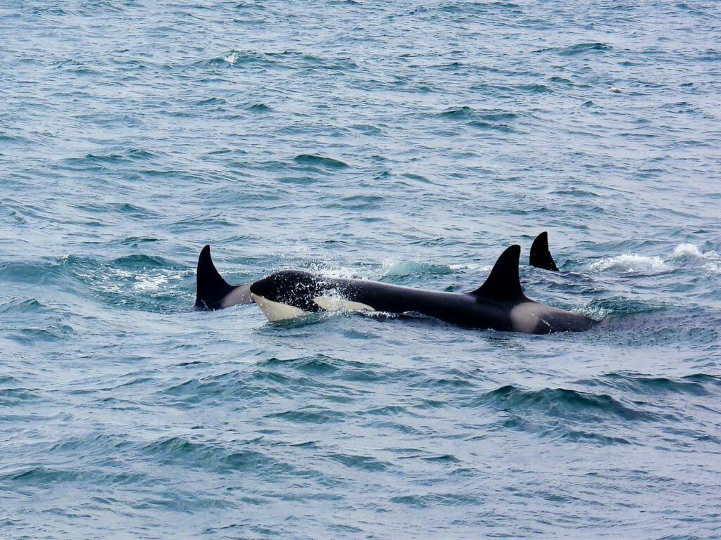 A pod of orcas swimming in the ocean near Ólafsvík, Iceland, showcasing marine wildlife.