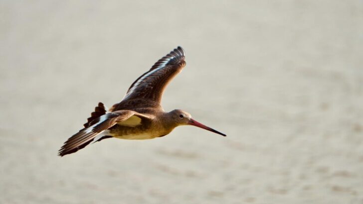 The Most Efficient Long-Distance Flyer in the Bird World