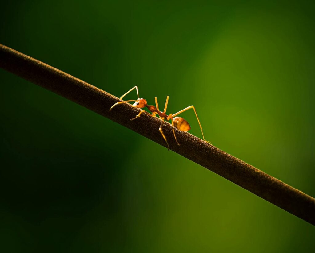Detailed macro shot of a solitary ant on a branch against a soft green gradient.