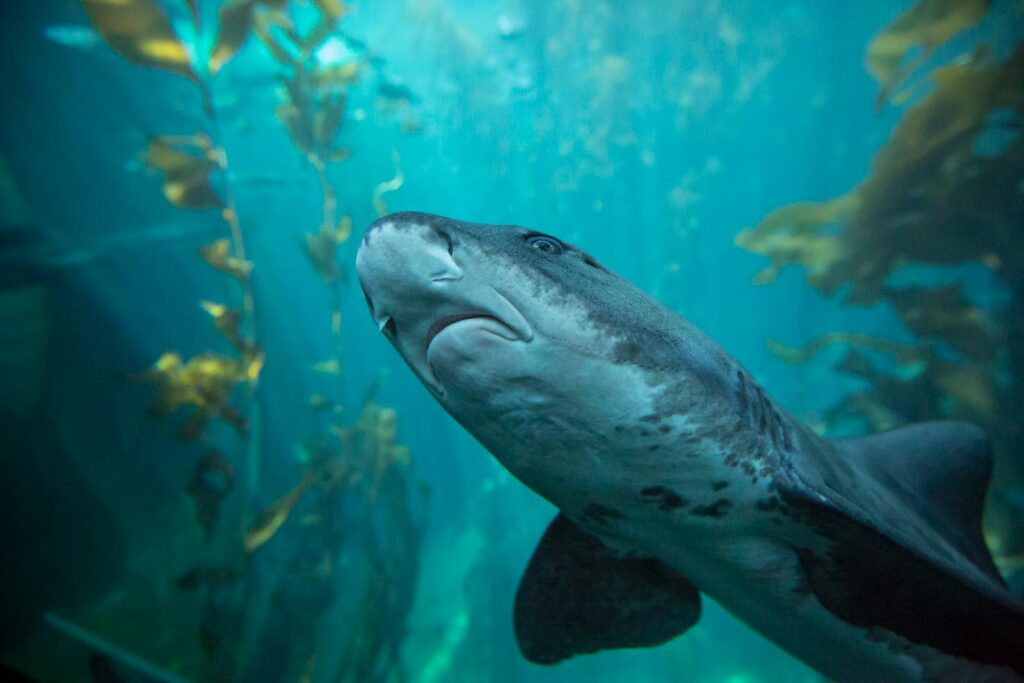 A close-up view of a shark swimming in a vibrant underwater kelp forest.