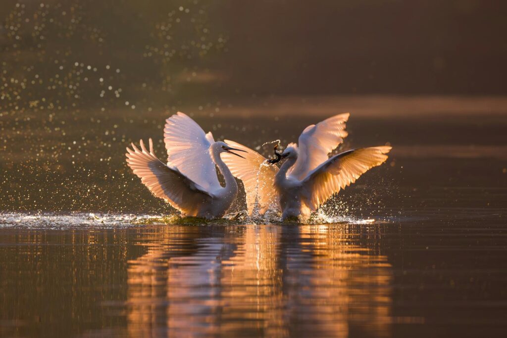 Two egrets engage in an intense battle, their wings illuminated by the golden sunrise.