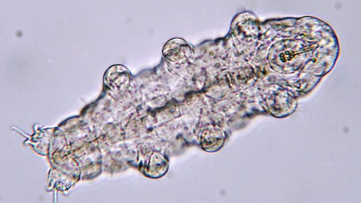 The Creature That Can Survive the Most Sudden Temperature Drops