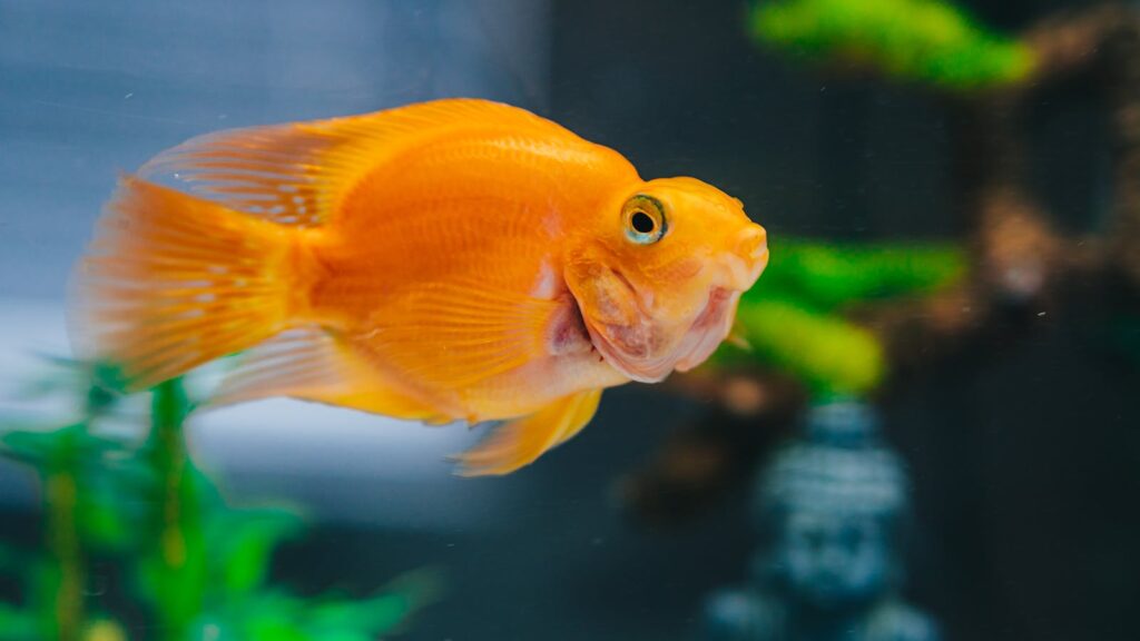 Close-up of a bright orange fish swimming in a clear aquarium with plants.