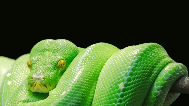 The Deadliest Snakes in the World – Ranked by Lethality