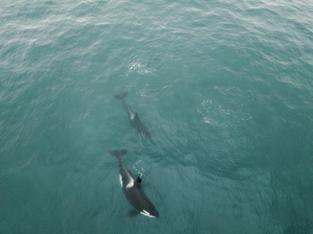 Two orcas gracefully swimming in the clear ocean waters, viewed from above.