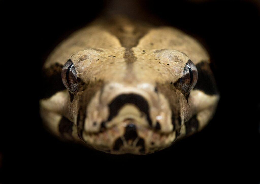 Brown and beige python